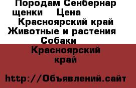 Породам Сенбернар щенки  › Цена ­ 15 000 - Красноярский край Животные и растения » Собаки   . Красноярский край